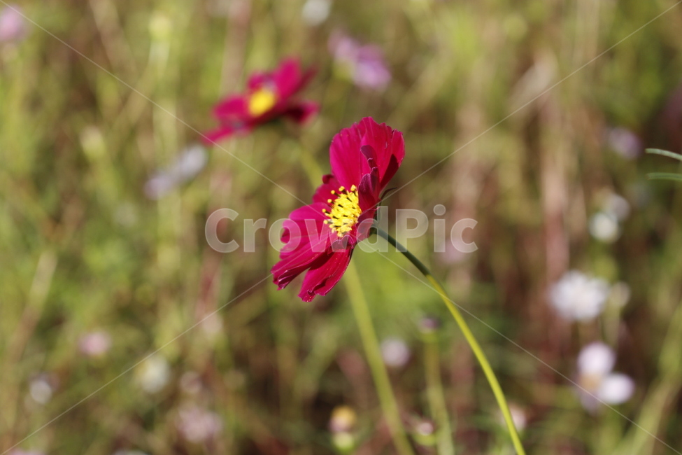 식물,plant,blossom,flower,꽃,petal,꽃잎,식물,자연,plants,nature,꽃,flower