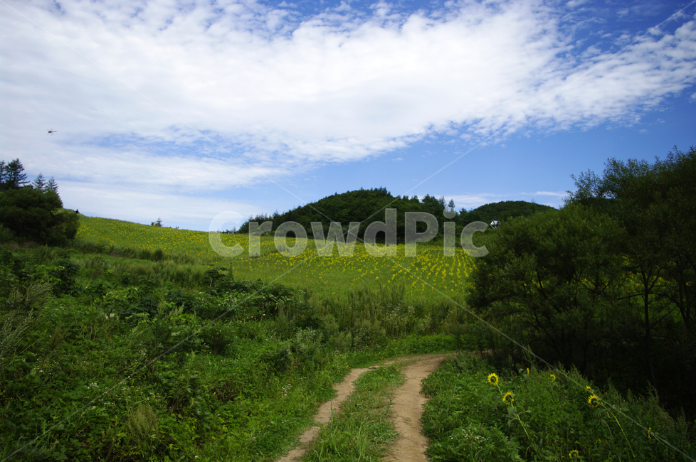 풍경,하늘,구름,꽃밭,해바라기,꽃,flower,식물,plant,길,자연,풍경,nature,landscape,grassland,목초지,outdoors,옥외,field,들