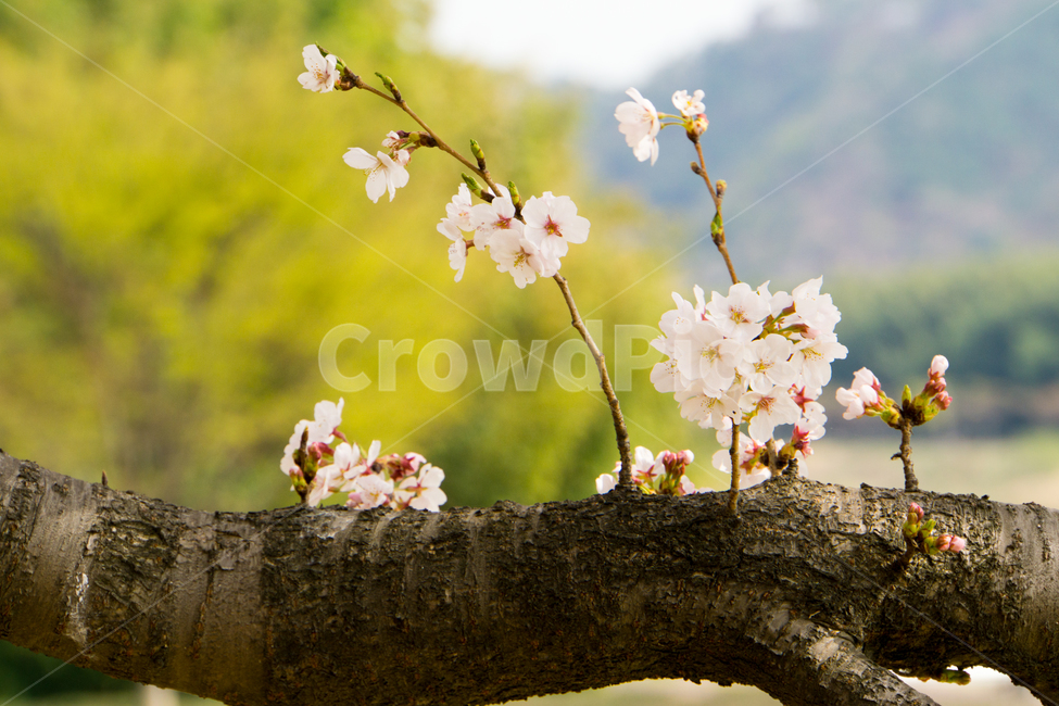 봄,벚꽃,나무,식물,자연,근접촬영,울산,태화강,봄,계절,spring,season,식물,자연,plants,nature,꽃,flower,plant