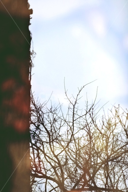 나무,반영,공원,tree,reflection,park,그림자,실루엣,나뭇가지,silhouette,자연,풍경,nature,landscape,실루엣,그림자,silhouette,shadow