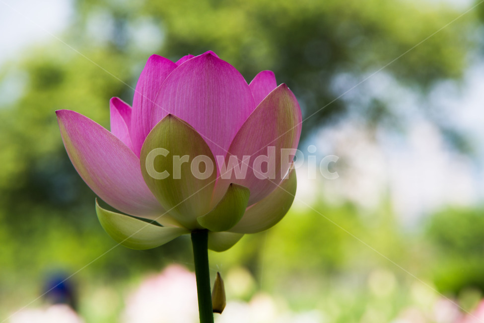 연꽃,문양,무늬,감성,꽃잎,식물,자연,plants,nature,꽃,flower