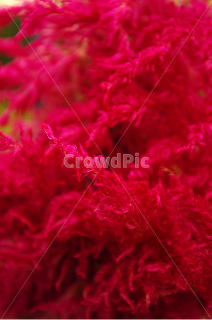 식물,꽃,색,color,맨드라미,식물,자연,plants,nature,꽃,flower