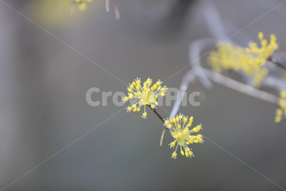 봄,산수유,하동,꽃,축제,구례산수유,봄,계절,spring,season,식물,자연,plants,nature,꽃,flower,plant
