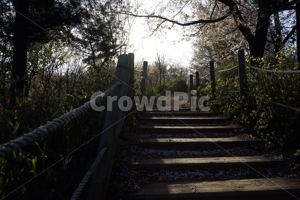 계단,숲,산책길,산행길,자연,역광,나무,건강,산책,힐링,healing,healthy,nature,walkway,stairway,calm,계절,나뭇잎,가지,자연,풍경,nature,landscape,handrail,난간,banister,garden,정원,outdoors,옥외,arbour,정자