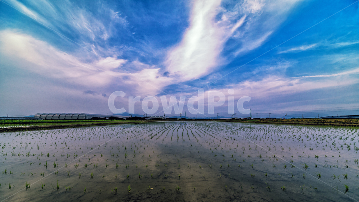 풍경,하늘,논,모심기,시골모습,푸른하늘,산업,industry,industrial,농업,농사,agriculture,farming,farming industry