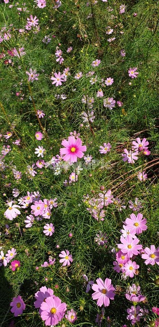 plant,식물,daisies,daisy,데이지,꽃,blossom,코스모스,자연,꽃들,분홍색,힐링,휴식,식물,자연,plants,nature,꽃,flower