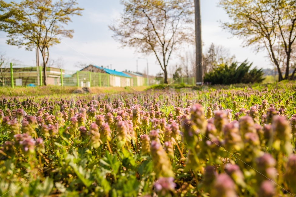 풍경,꽃,봄,봄날,꽃밭,자연,풍경,nature,landscape,봄,계절,spring,season,휴식,힐링,rest,relaxation,healing,식물,plants,꽃,flower,outdoors,옥외