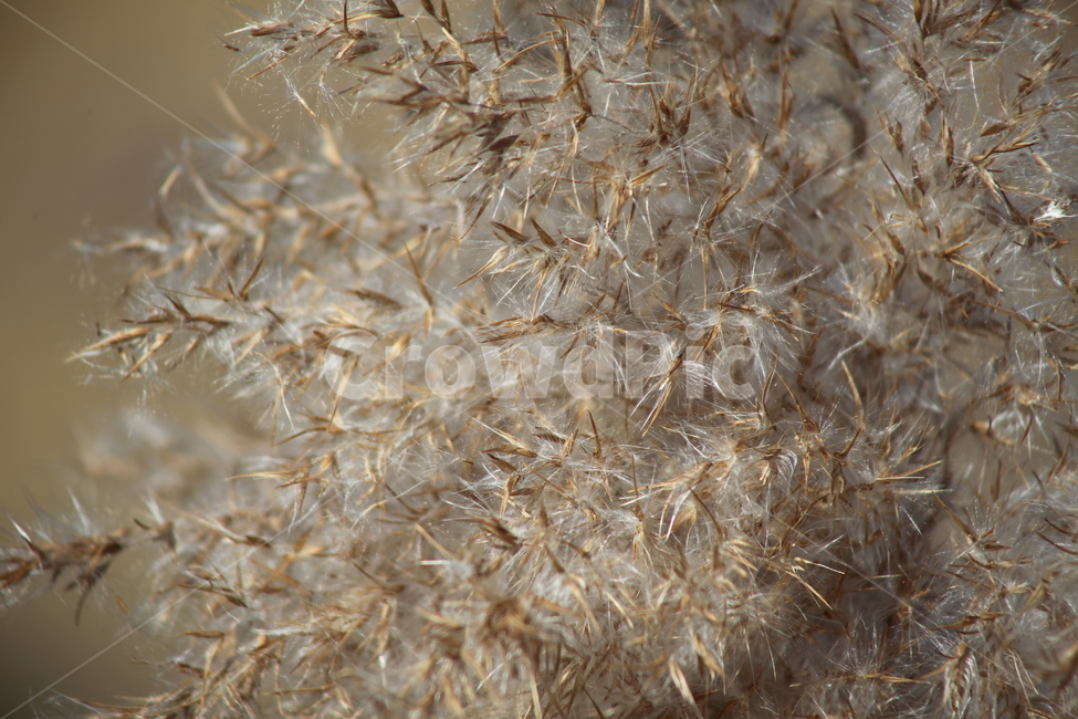 식물,풀,잡초,갈대,commonreed,가을,계절,fall,autumn,season,식물,자연,plants,nature,plant