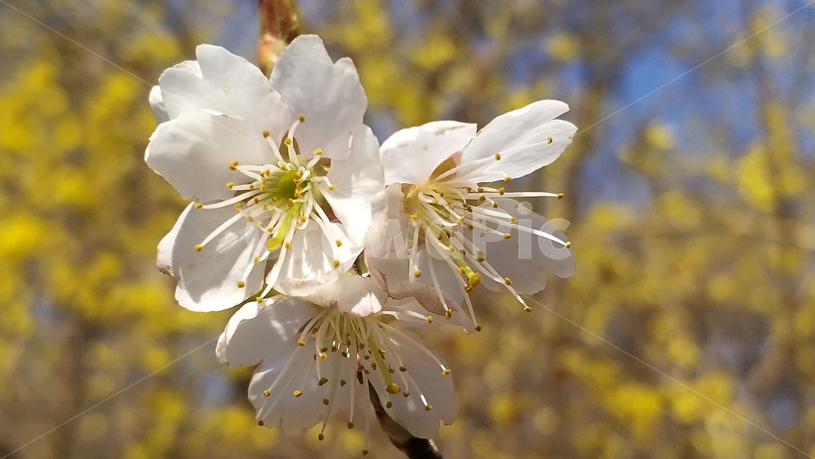 봄꽃,개나리,봄,봄소식,감성,꽃,벚꽃,개나리꽃,pollen,plant,식물