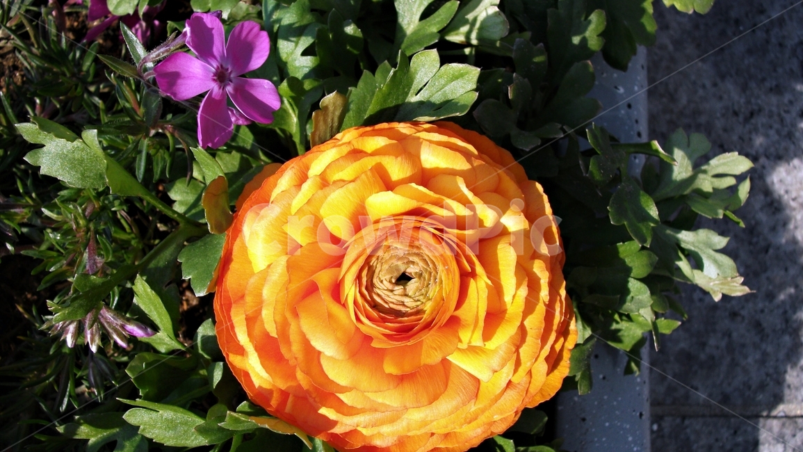 꽃,자연,식물,꽃잎,암술,수술,봄,spring,nature,bloom,petal,floral,scent,beautiful,plant,flower,식물,자연,plants,nature,꽃,flower