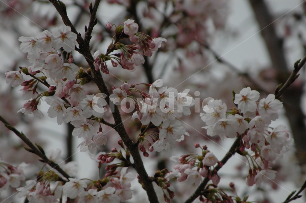 봄,벚꽃,벚꽃축제,벚꽃개화,만개한벚꽃,봄,계절,spring,season,plant,식물,flower,꽃,blossom