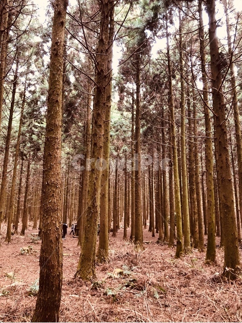 샤려니숲길,나무,숲,산책,산,겨울숲,자연,풍경,nature,landscape,tree,plant,식물,vegetation,초목,outdoors,옥외,forest,land,땅,woodland,삼림지,grove,작은 숲