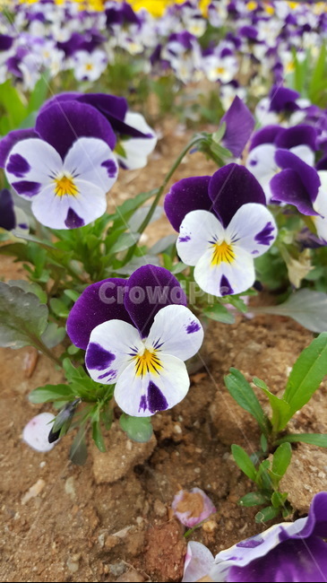 숲,꽃,자연,힐링,싱그로운,산책,식물,자연,plants,nature,꽃,flower