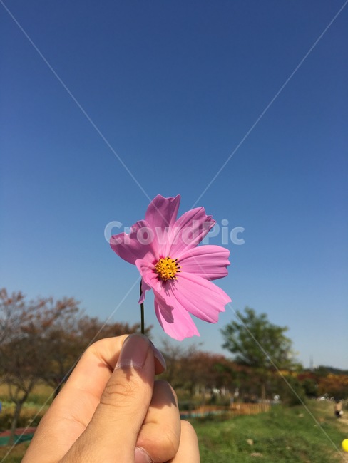 꽃,코스모스,가을,분홍색,따뜻함,무지개,사랑,안정,손,손길,노랑색,가을,계절,fall,autumn,season,식물,자연,plants,nature,꽃,flower,사람,인물,인간,human,person,신체일부,몸,body,plant