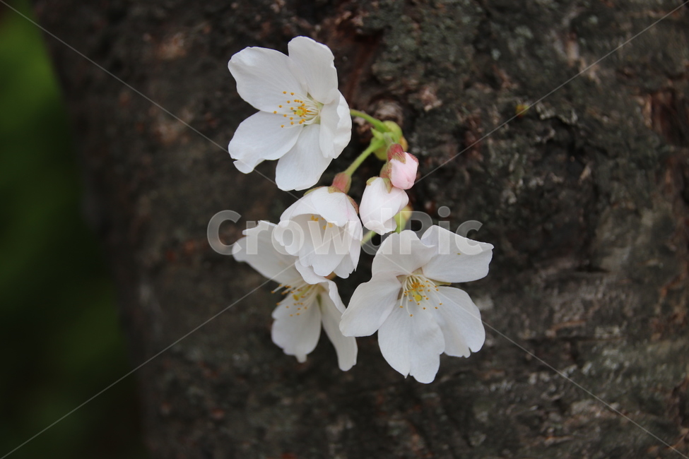 벚꽃,벚꽃나무,꽃,자연,풍경,봄,계절,spring,season,식물,자연,plants,nature,꽃,flower,plant,blossom