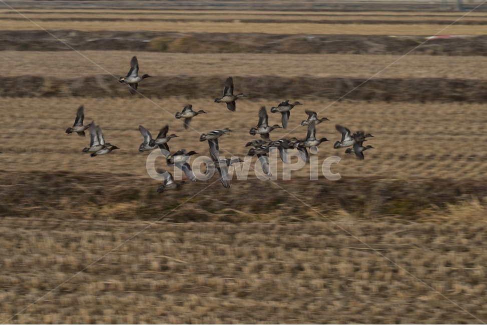 청둥오리,겨울새,겨울철새,오리,조류,기러기과,동물,animal,조류,새,birds