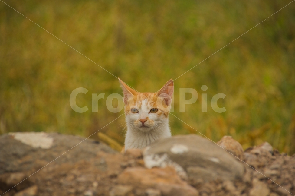 고양이,돌담,가을,제주,가파도,동물,animal,포유류,mammal,고양이,cat,kitten,kitty