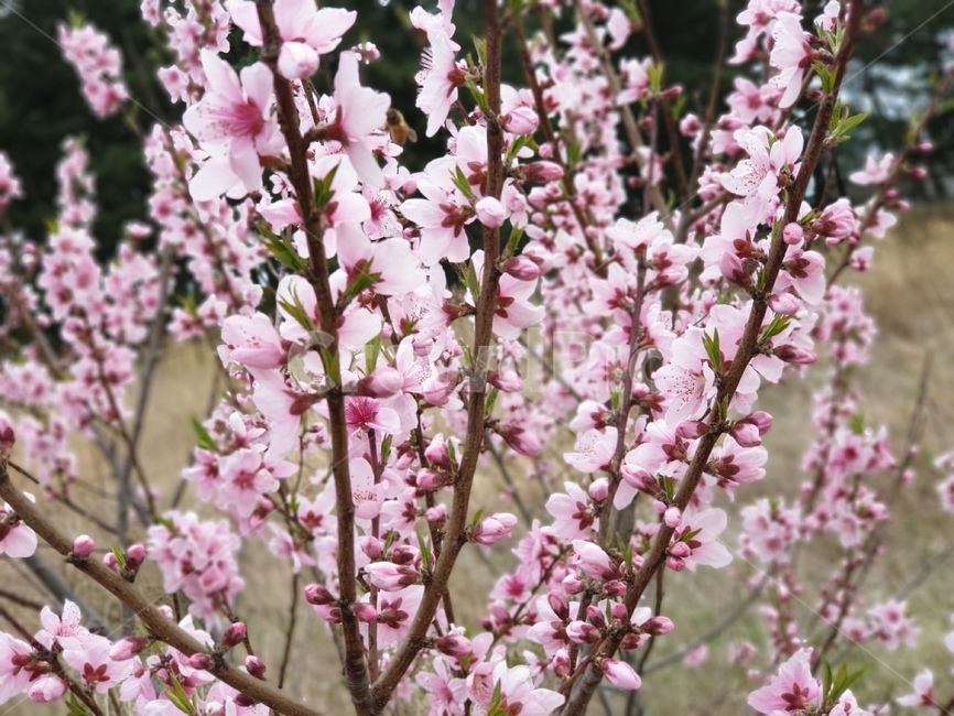 봄,spring,꽃,봄에피는꽃,이쁜꽃