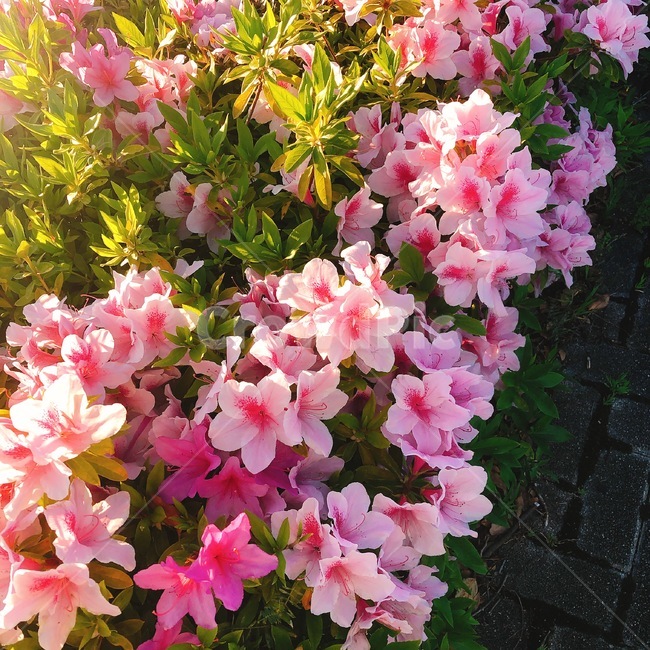 flower,꽃,plant,식물,철쭉,royal azalea,pink,분홍,꽃밭,garden,식물,자연,plants,nature,꽃,flower