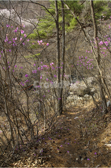 진달래,꽃,식물,숲,분홍,분홍색,봄,flower,spring,봄,계절,spring,season,자연,풍경,nature,landscape