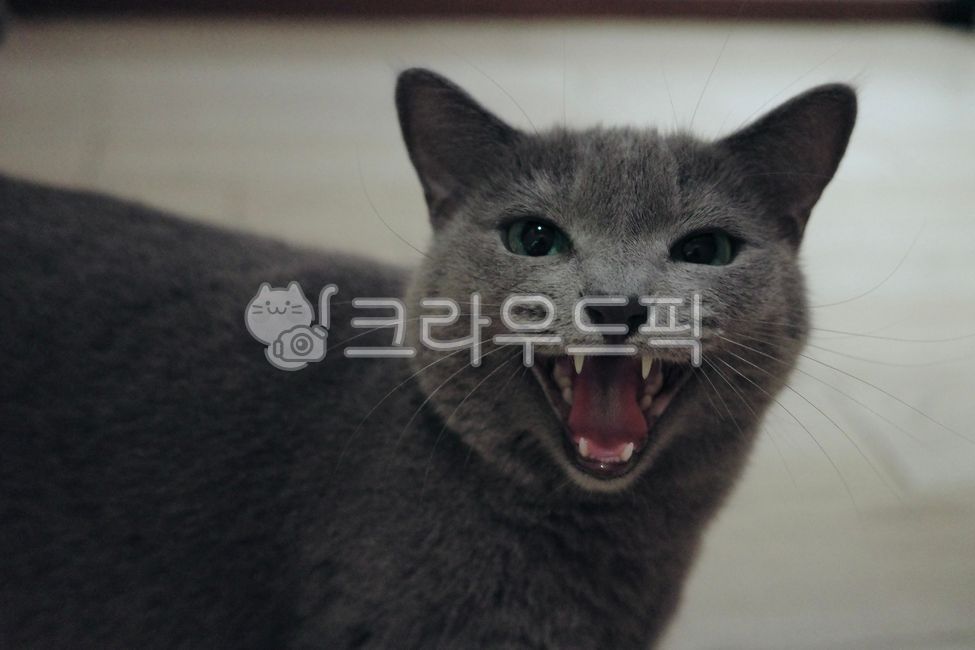 Russian Blue,Pets,cat crying,pet cat,angry cat,cat,animal,Sensitive cat