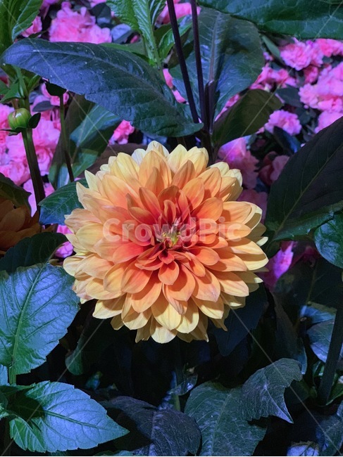꽃,백일홍,주황색,그라데이션,색,자연,flower,식물,자연,plants,nature,꽃,flower