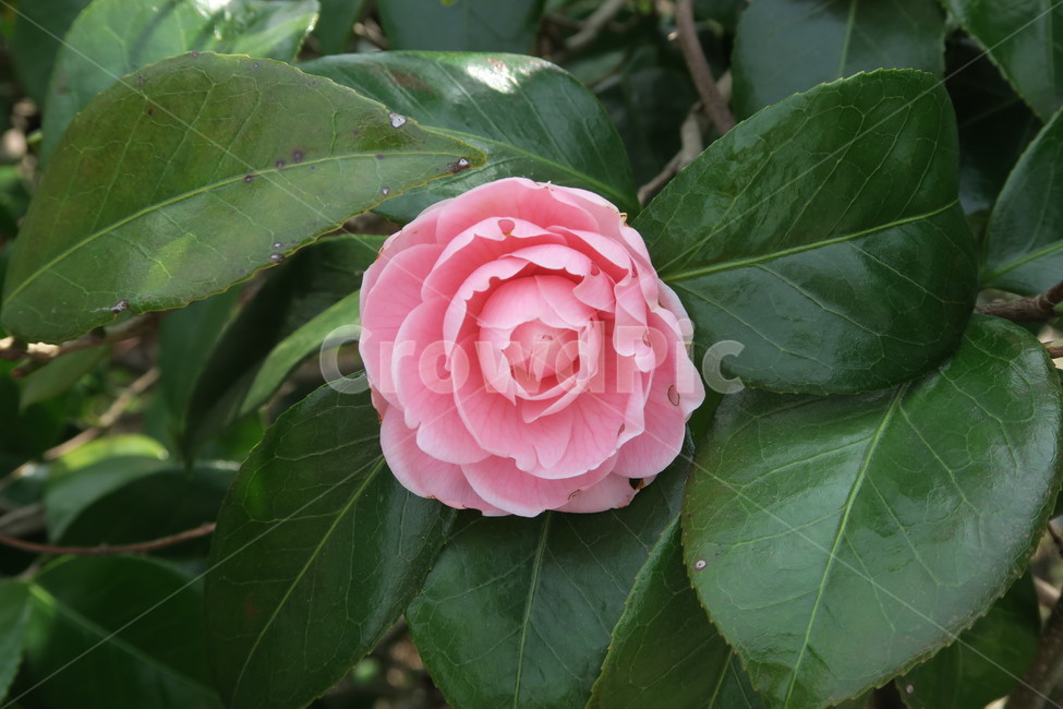 동백꽃,camellia,분홍,꽃,flower,분홍꽃,겨울,winter,식물,동백나무,예쁜,beautiful,plants