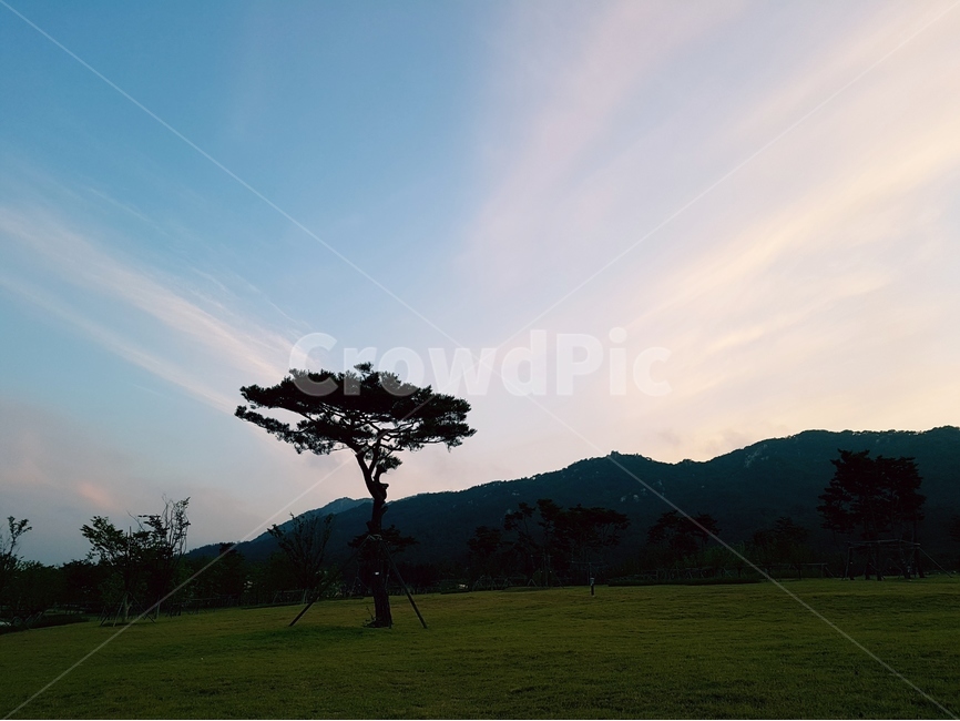 하늘,흰구름,풍경,맑음,해,자연,풍경,nature,landscape,식물,plants,나무,trees,wood,tree,plant,field,들,outdoors,옥외,grassland,목초지