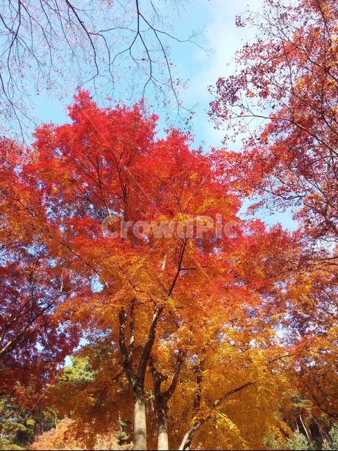 단풍,가을,나무,자연,식물,가을,계절,fall,autumn,season