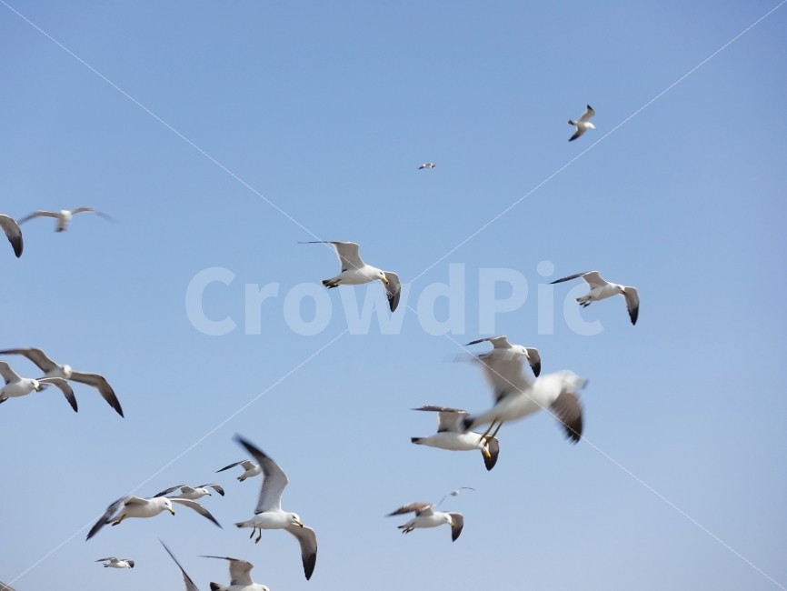 갈매기,조류,새,하늘,집단,갈매기떼,다굴,비행,날개,seagull,bird,blue,sky,group,wing,flying,동물,animal,조류,새,birds