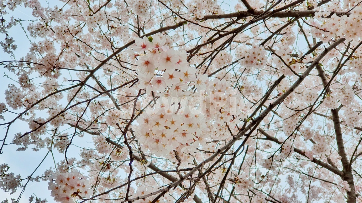 벚꽃,봄,꽃,cherryblossom,flower,플라워,벚꽃놀이,벚꽃축제,사쿠라,4월,분홍
