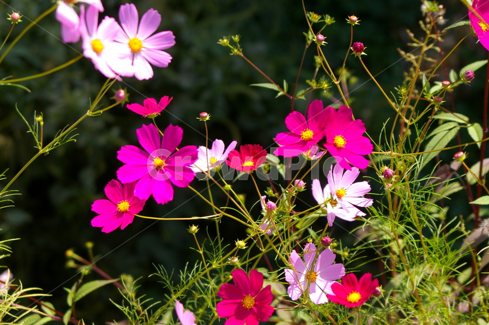 꽃,식물,꽃잎,flower,blossom,코스모스,코스모스꽃,식물,자연,plants,nature,꽃,flower