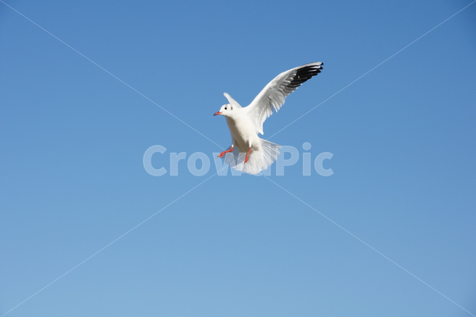 갈매기,조류,푸른하늘,비행,호버링,동물,animal,조류,새,birds