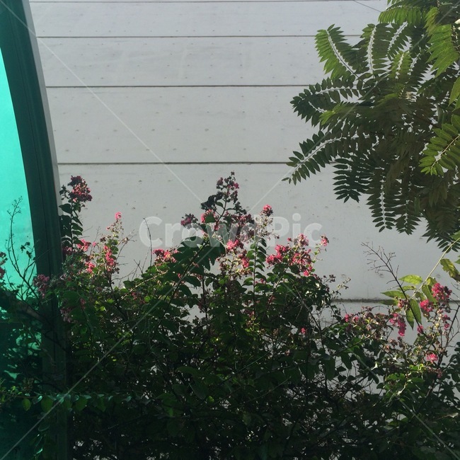 꽃,자연,식물,nature,flower