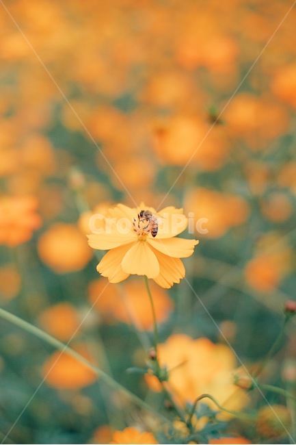 bokeh,yellow cosmos,autumn,Cosmos,Yunseul,flower