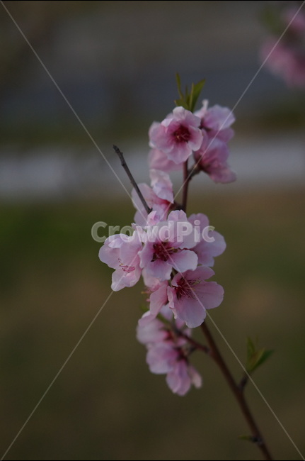 복사꽃,연핑크,길가,봄,해,봄,계절,spring,season,식물,자연,plants,nature,꽃,flower,plant,blossom
