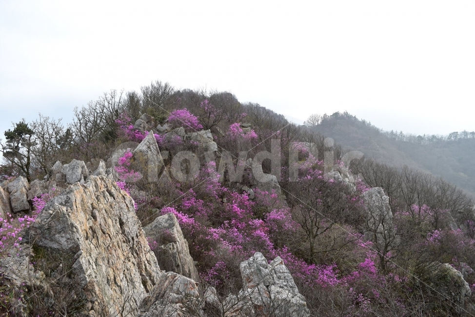 주작산,덕룡산,진달래,풍경,기암,바위,비경,봄풍경,분홍색,진달래꽃,강진,명산,산행,등산,마운틴,자연,풍경,nature,landscape,봄,계절,spring,season,plant,식물