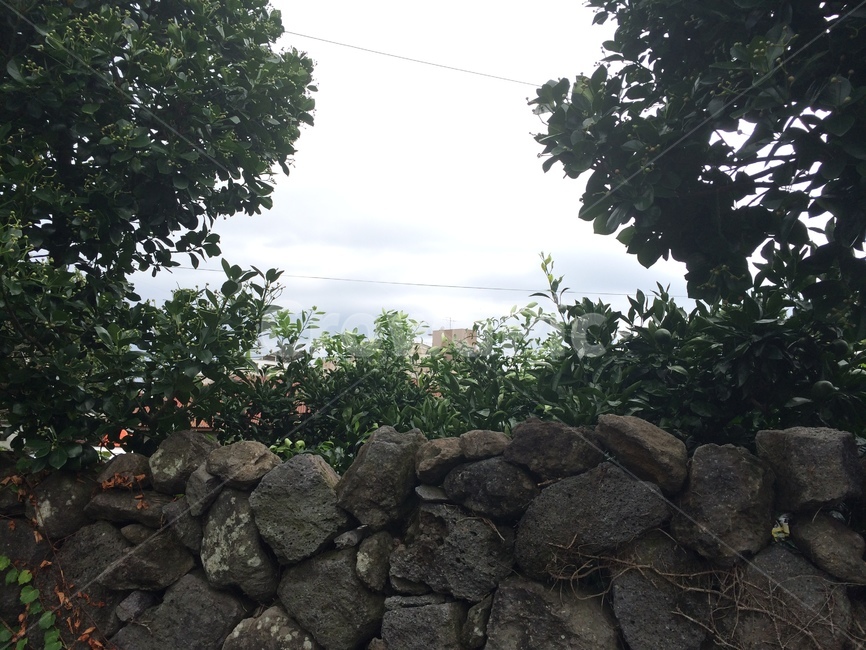 하늘,나무,감귤,돌담,풍경,제주,감귤나무,구름,자연,풍경,nature,landscape,wall,벽,stone wall,rubble,파편