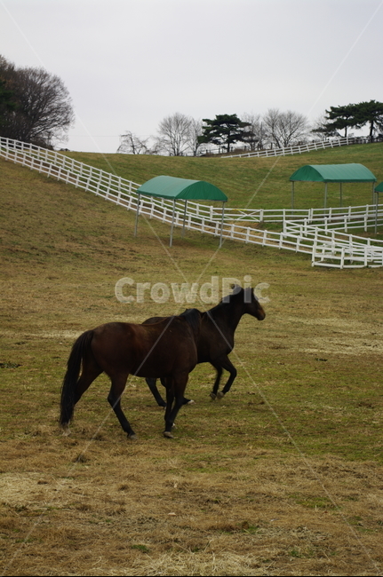 목장,말,종마,동물,말목장,동물,animal,포유류,mammal,산업,industry,industrial,목축업,목장,livestock farming,ranching,pasture