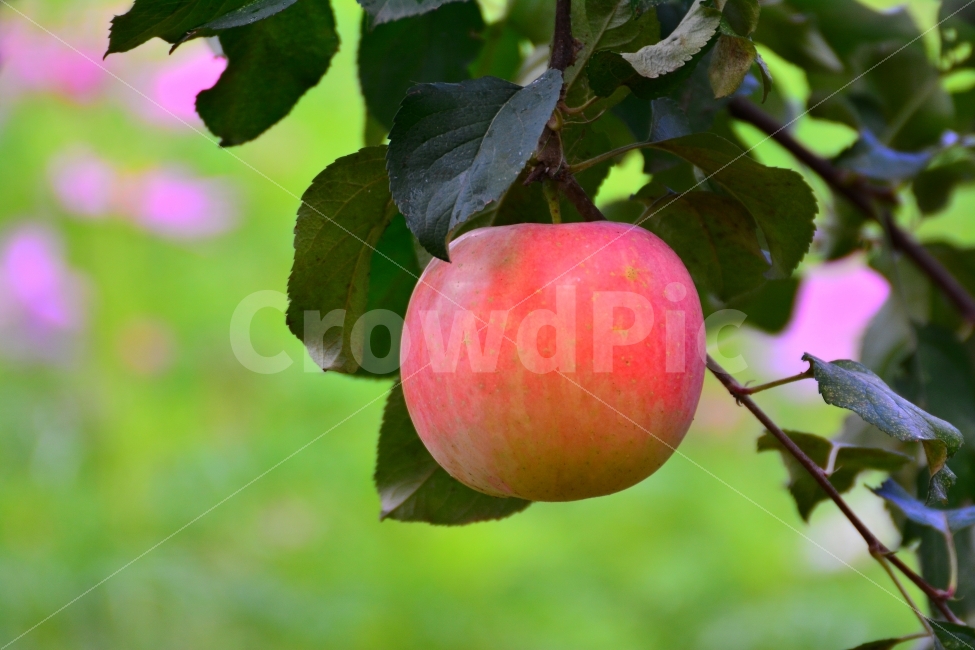 사과,애플,apple,과일,음식,가을,시즌,계절,단풍,단풍잎,시안,디자인,디자이너,출판,편집,책자,서적,사보,카다로그,콘텐츠,리플렛,브로셔,모바일,팝업,전단,광고,색감,칼라풀,sns,ebook,웹,마케팅,마켓팅,season,감성,필,느낌,나뭇잎,autumn,fall,red,color,9월,10월,잼,쥬스,과일주,애플파이,먹고싶은,군침,맛,감칠맛,새콤,달콤,비타민,다이어트,건강식품,식초,사과산,구연산,fruit,food,과수원,사과밭,jam,juice,잘익은,수확,열매,유실수,농원,샐러드,생과,음식,식재료,요리,food,cook,meal,dishes,food reserves,과일,열매,fruit