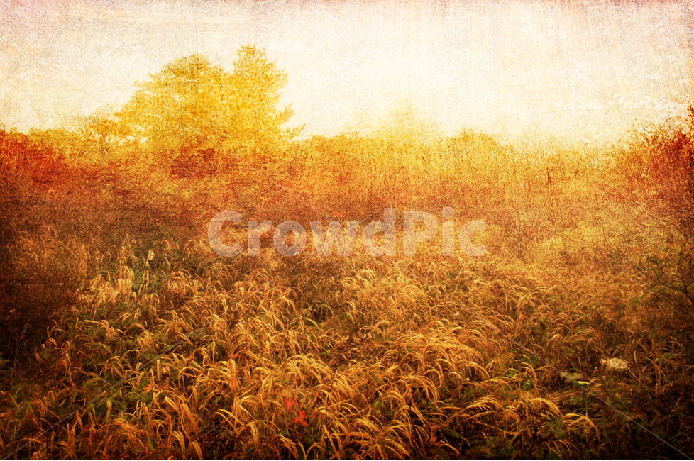 감성,빈티지,수채화,가을이미지,안개,효과,background,texture,old,배경,백그라운드,바탕화면,분위기,올드,앤틱,레트로,feeling,emotion,sensible,vintage,표면,질감,부식,세월,어제,yesterday,antique,retro,느낌,오래된,복고풍,fall,autumn,가을분위기,들녘,몽환적,foggy,fog,effect,텍스쳐,자연,풍경,nature,landscape,빈티지사진,빈티지느낌,빈티지감성,vintage,plant,식물,grass,잔디