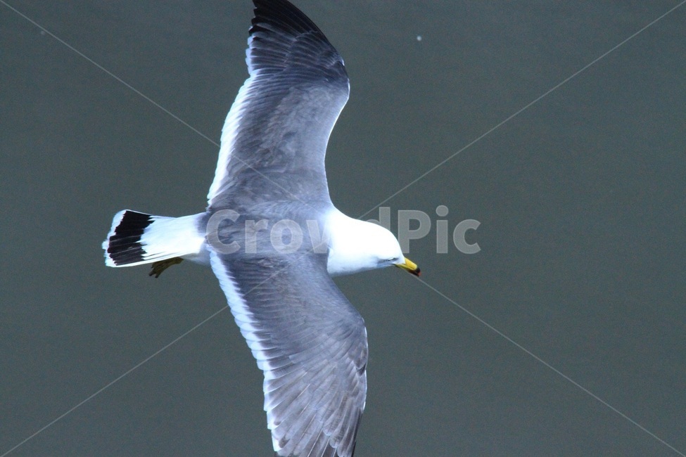 fly on the surface,more exposure,sale,Sorae Port,Seagull