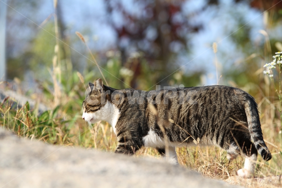 고양이,길고양이,공원,동물,감성사진,고양이표정,동물,animal,포유류,mammal,고양이,cat,kitten,kitty