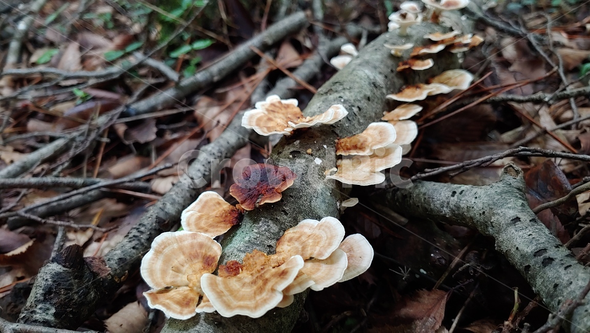 버섯,야생버섯,독버섯,afieldmushroom,setas,버섯,mushroom