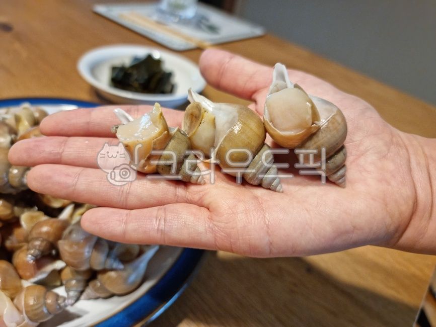 conch,Drink snacks,Seasoned whelk,Whitenecked guy,Whelk