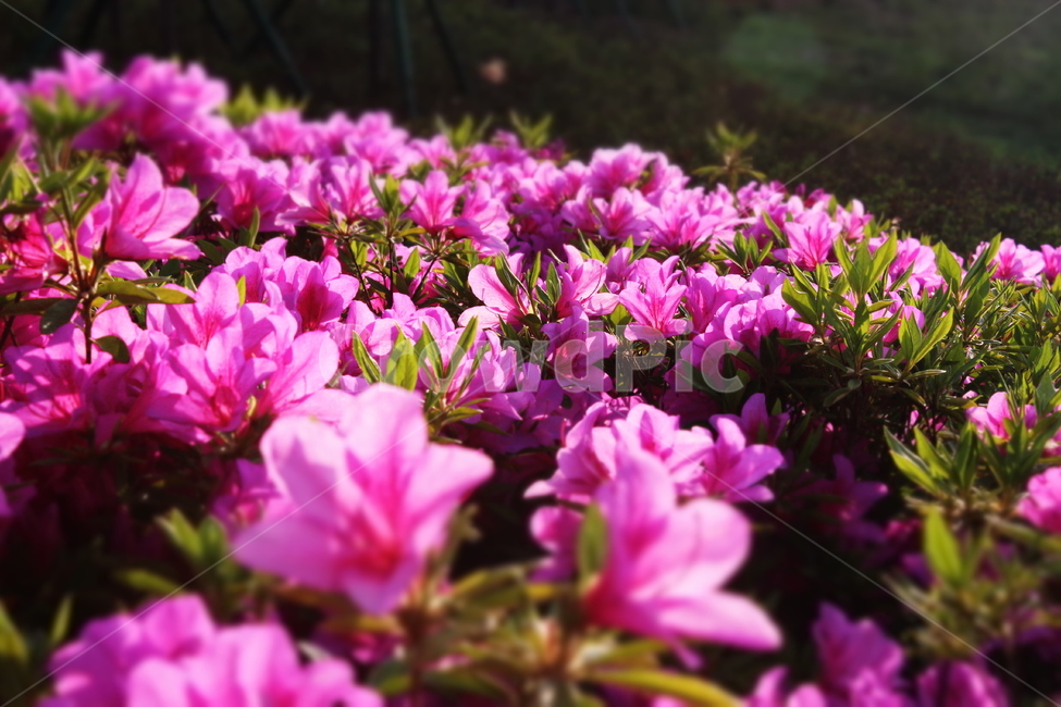 봄꽃,진달래,철쭉,azalea,blossom,flower,진달래꽃,식물,자연,plants,nature,꽃,flower