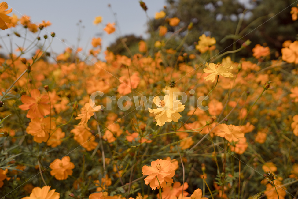 코스모스,황화코스모스,주황색,꽃,자연,풍경,가을,계절,fall,autumn,season,식물,자연,plants,nature,꽃,flower,leaf,잎,plant