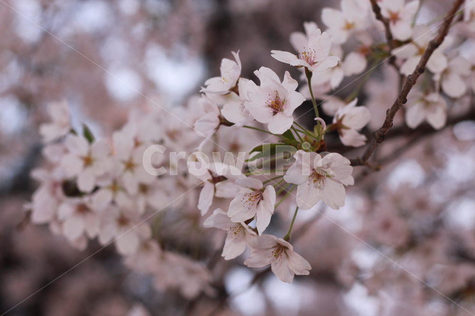 꽃,봄꽃,식물,flower,plants,봄,계절,spring,season,식물,자연,plants,nature,꽃,flower,plant,blossom,cherry blossom,벚꽃