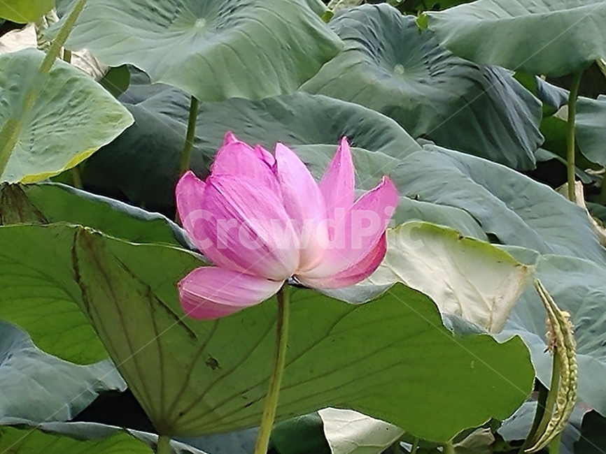 연꽃,수련과,lotus,수련,물풀,수단화