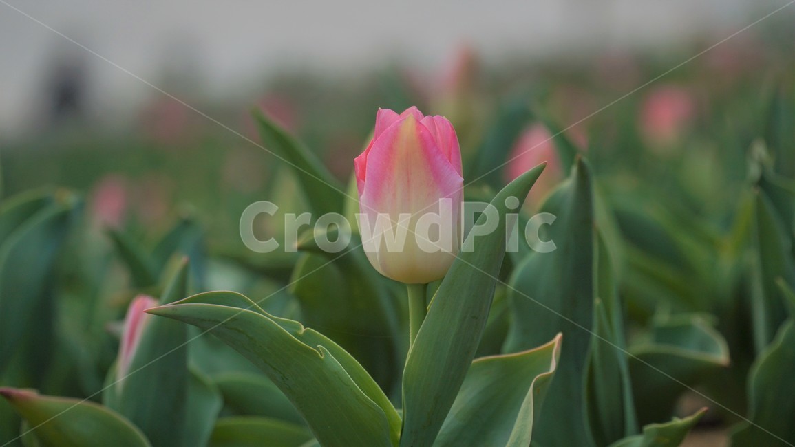 튤립,꽃,식물,flower,blossom,tulip